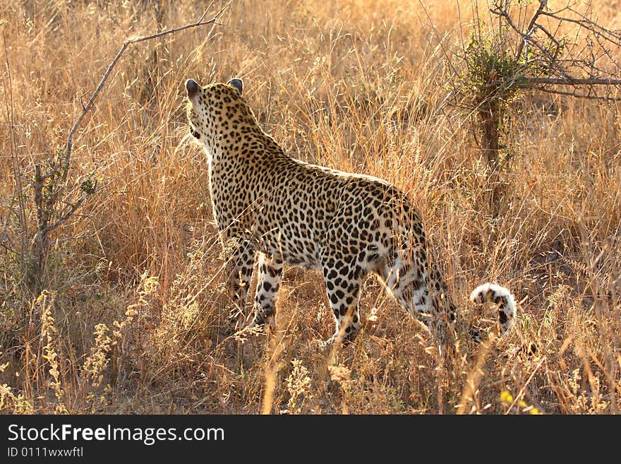 Leopard in the Sabi Sands Reserve