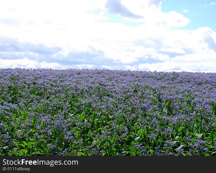 Fields of blue