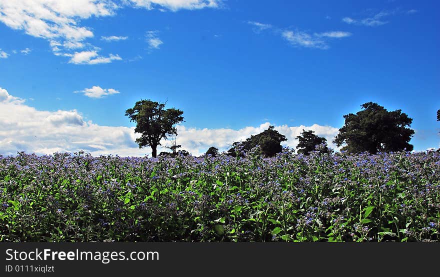 Fields of blue