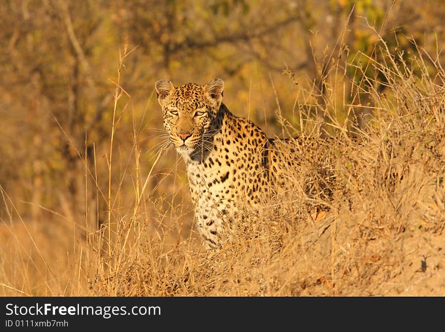 Leopard in the Sabi Sands Reserve