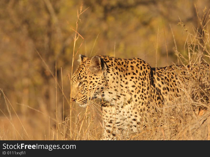 Leopard in the Sabi Sands