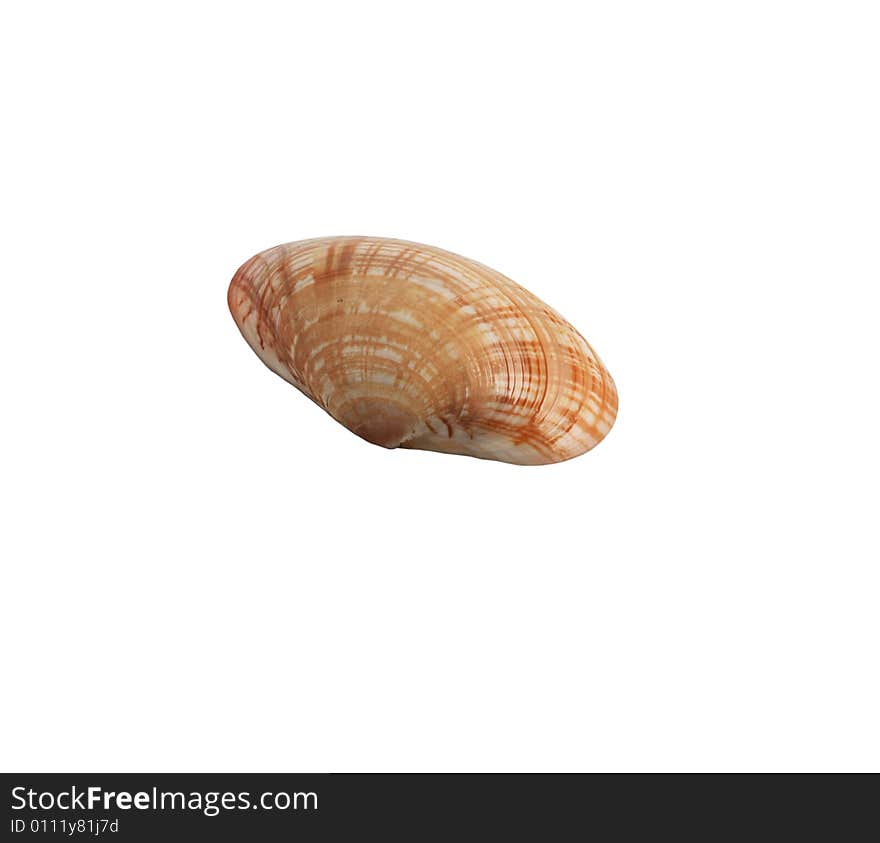 Sea-shell isolated on white background