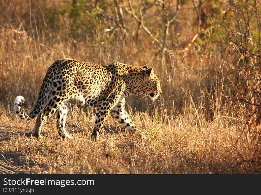 Leopard in the Sabi Sands