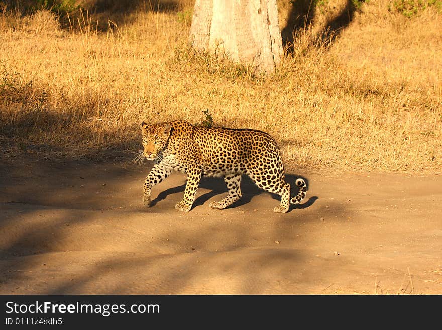 Leopard in the Sabi Sands