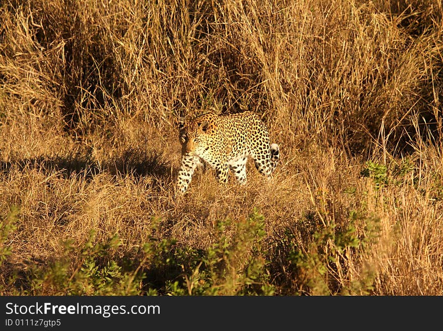 Leopard in the Sabi Sands Reserve