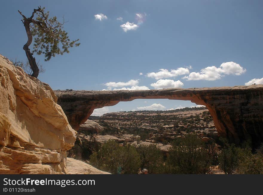 Lone tree and rock bridge