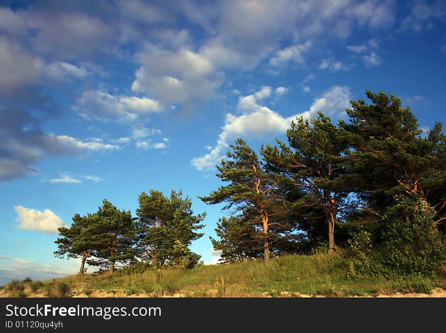 Trees and the sky with clouds