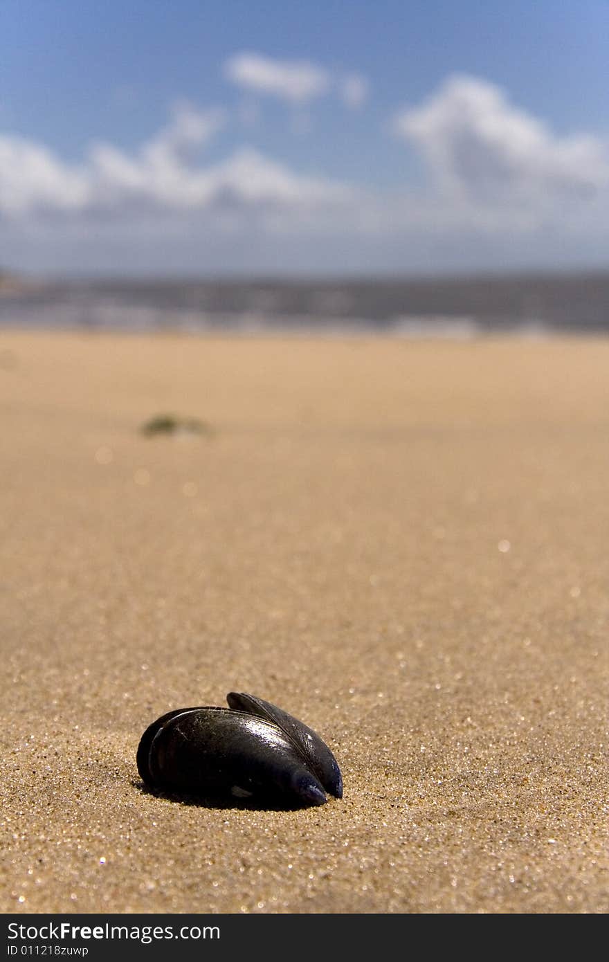 Close up of an open mussel shell on a sandy beach with the sea in the background. Close up of an open mussel shell on a sandy beach with the sea in the background