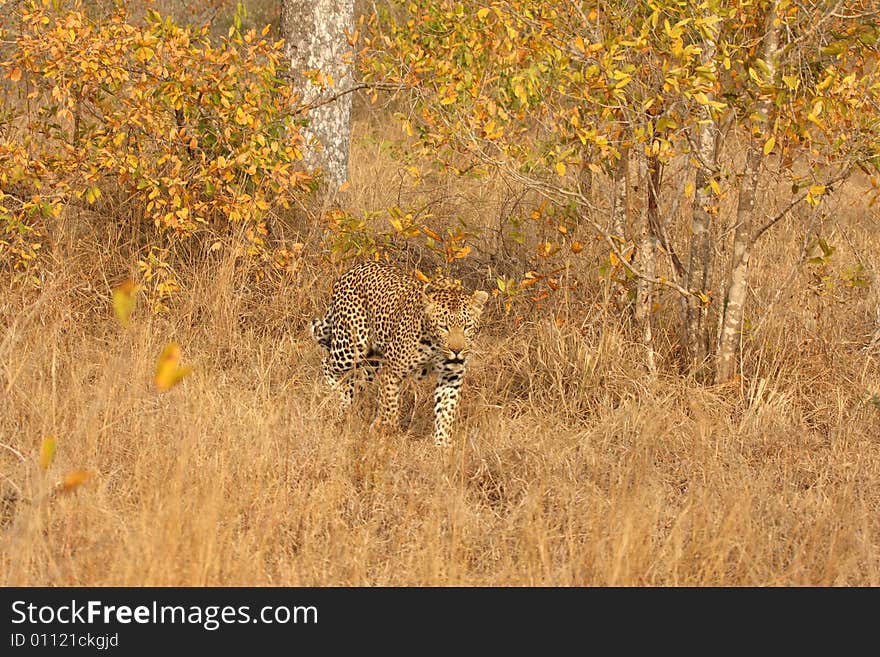 Leopard in the Sabi Sands Reserve