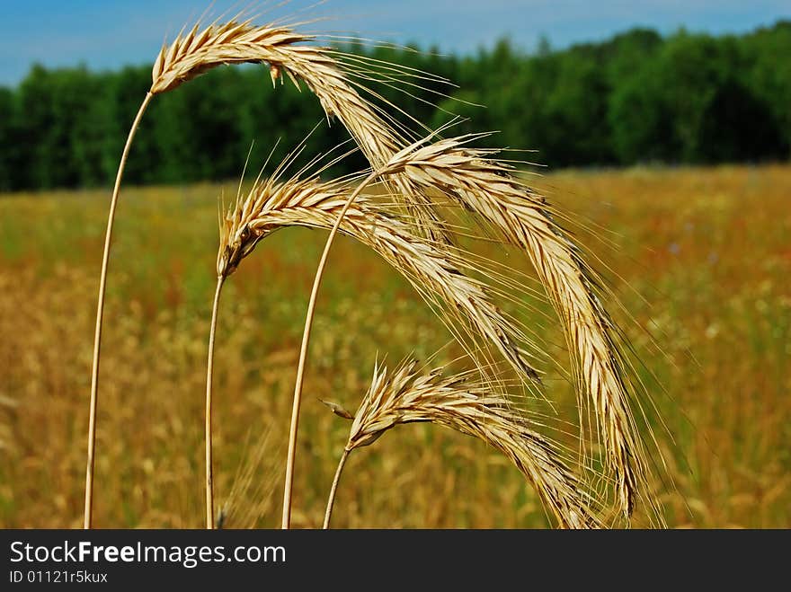 Ears Of Wheat.