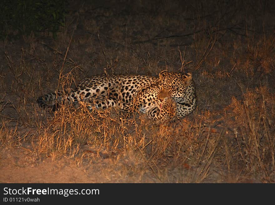 Leopard in the Sabi Sands Reserve