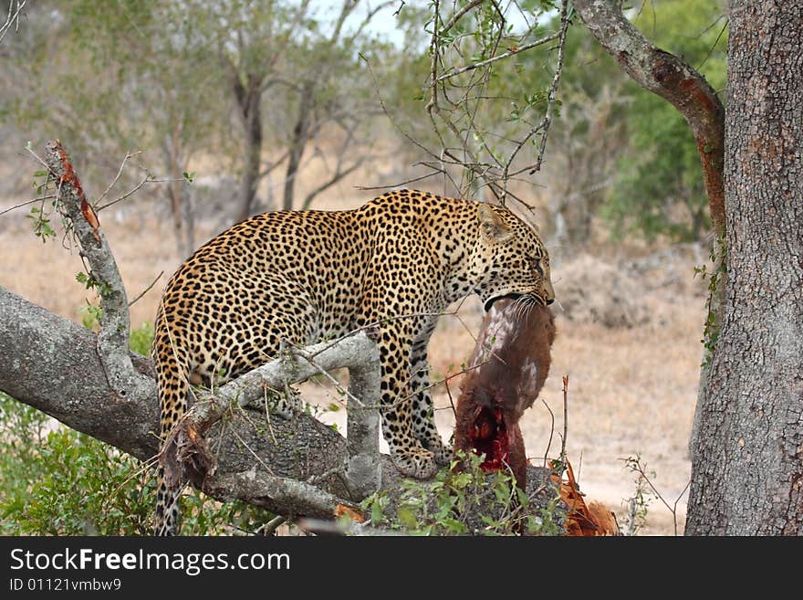 Leopard in a tree with kill in Sabi Sands Reserve