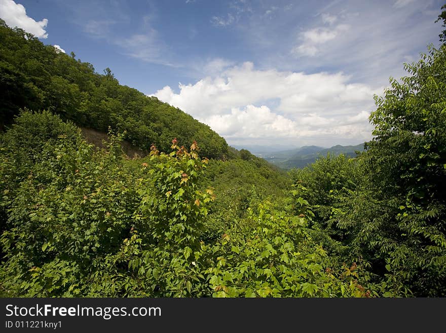 Blue Ridge Parkway View