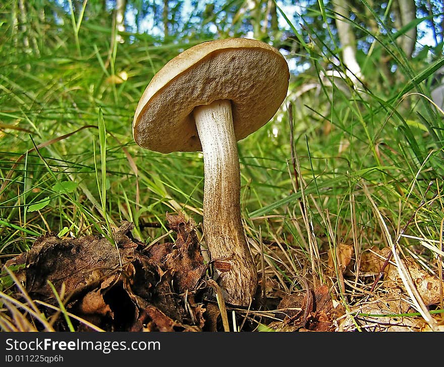 A summer is time of mushroom hunt. There is a lot of brown cap boletuses in the young mixed forests. A summer is time of mushroom hunt. There is a lot of brown cap boletuses in the young mixed forests.