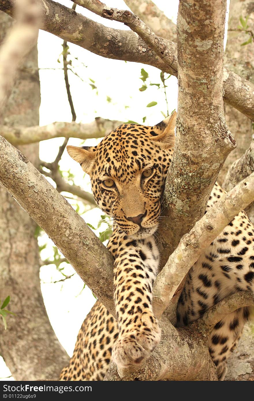 Leopard in a tree in the Sabi Sands Reserve