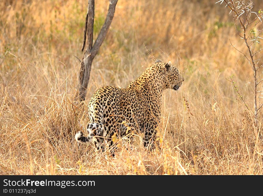 Leopard in the Sabi Sands