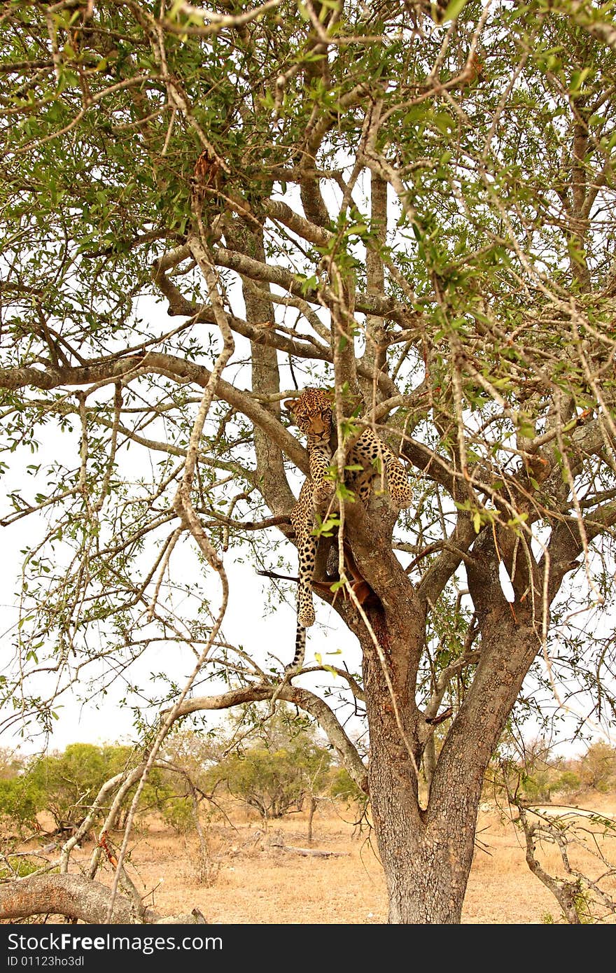 Leopard in a tree with kill in Sabi Sands Reserve