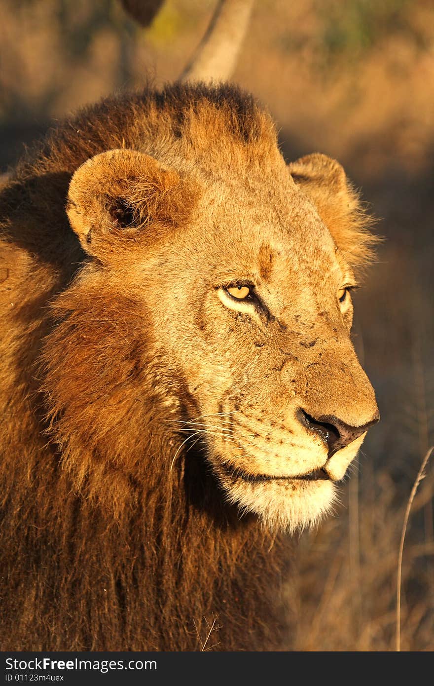 Lion in Sabi Sands