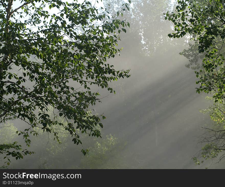 The sun shines through a misty forest. The sun shines through a misty forest.