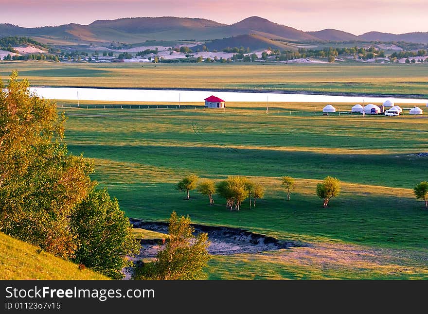 Meadow at dawn