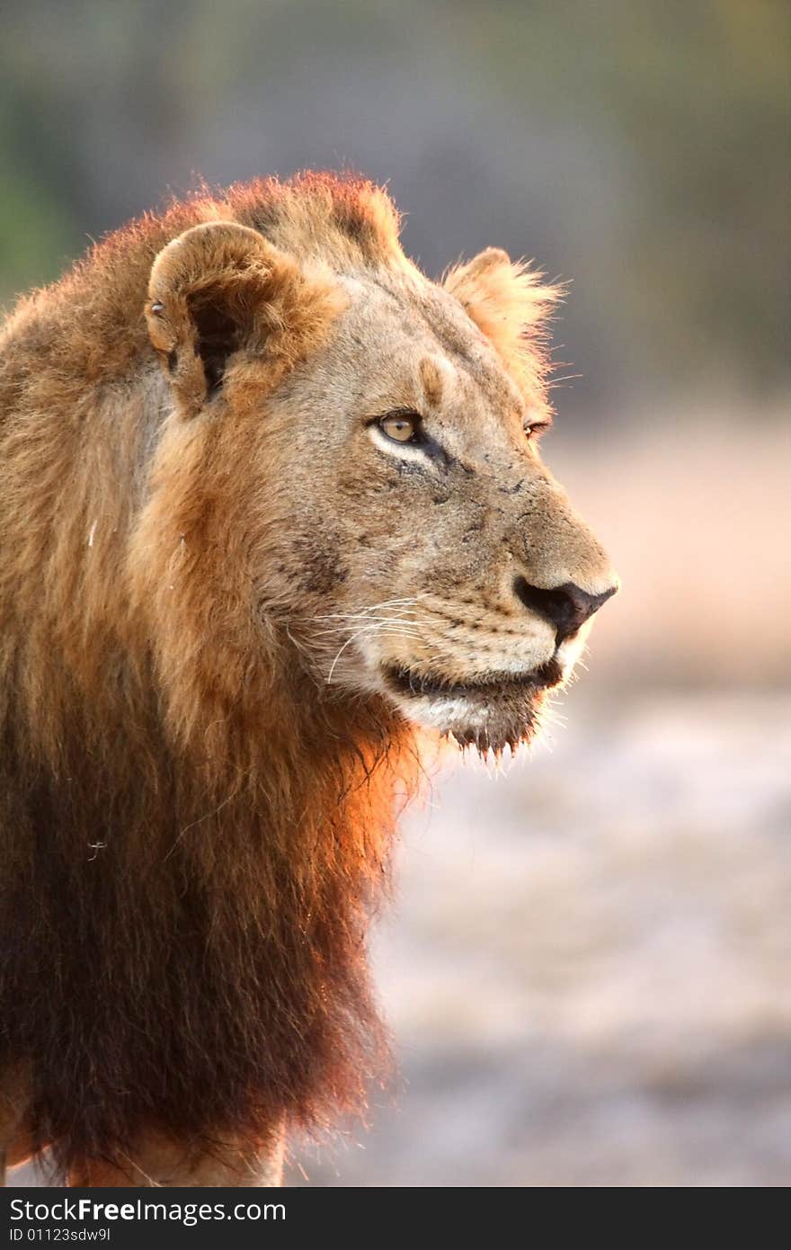 Lion in Sabi Sands Reserve, South Africa