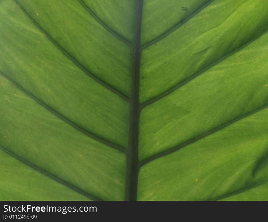 A close shot of a leaf.