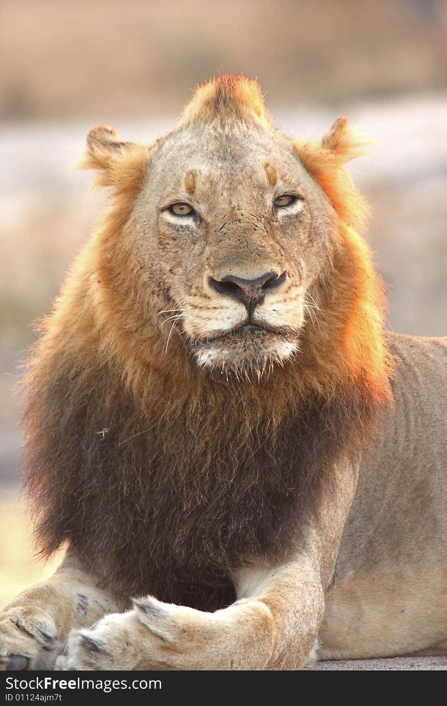 Lion in Sabi Sands