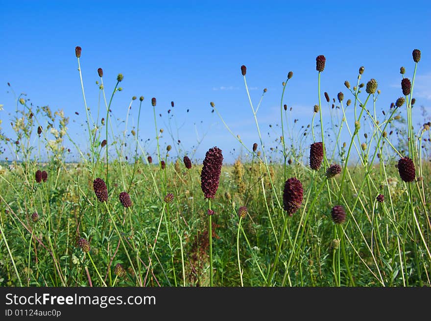 Grass corollas and blades on a meadow. Grass corollas and blades on a meadow