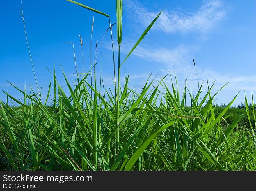 Lively Natural Landscape: Grass And Sky