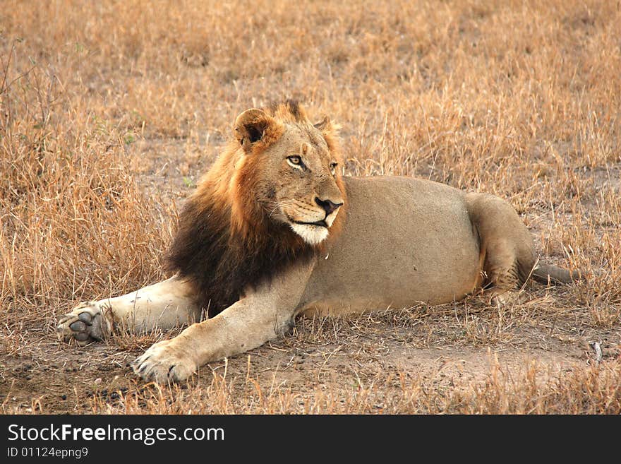 Lion in Sabi Sands Reserve, South Africa