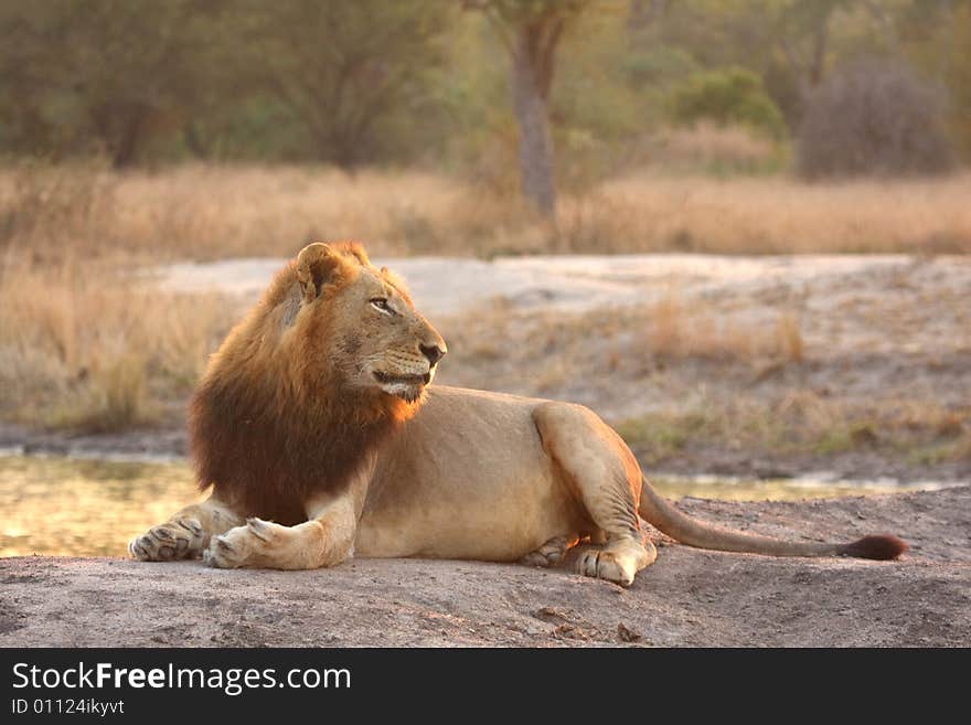 Lion In Sabi Sands