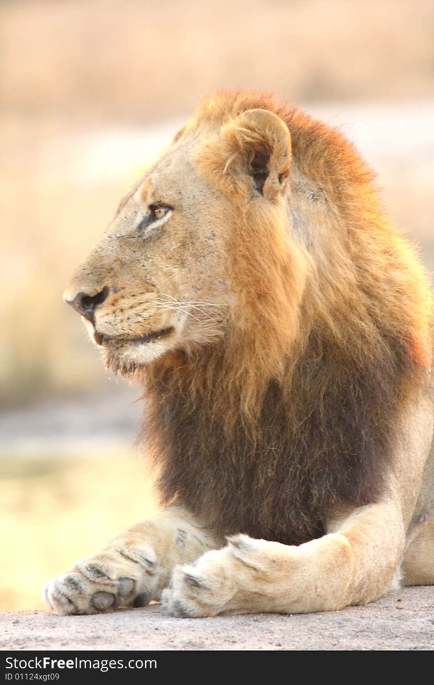 Lion in Sabi Sands