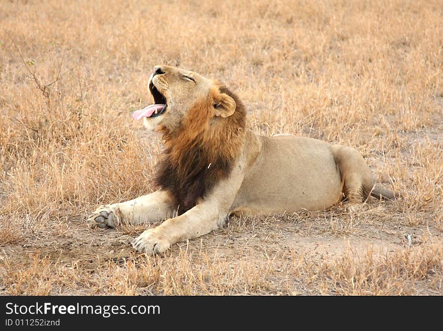 Lion in Sabi Sands Reserve, South Africa