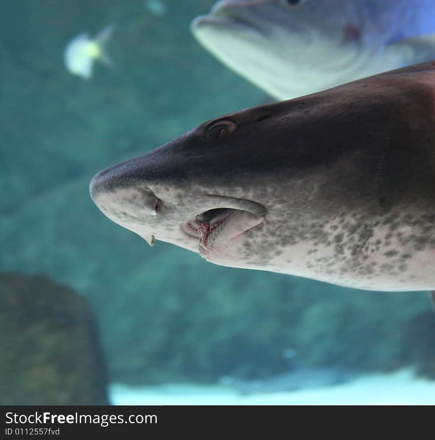 White shark in the water of french Sea Museum. White shark in the water of french Sea Museum