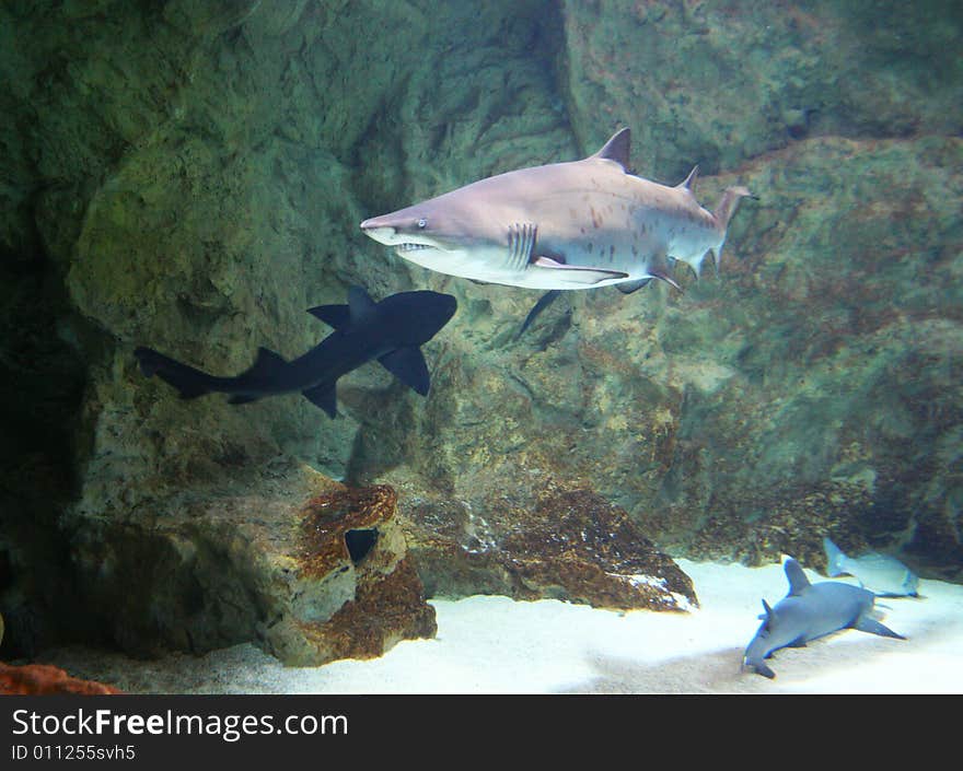 Some shark in the water of french Sea Museum. Some shark in the water of french Sea Museum