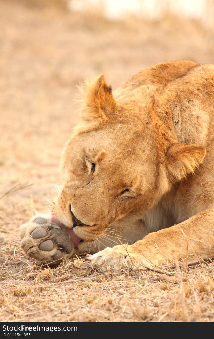 Lioness in Sabi Sands Reserve, South Africa