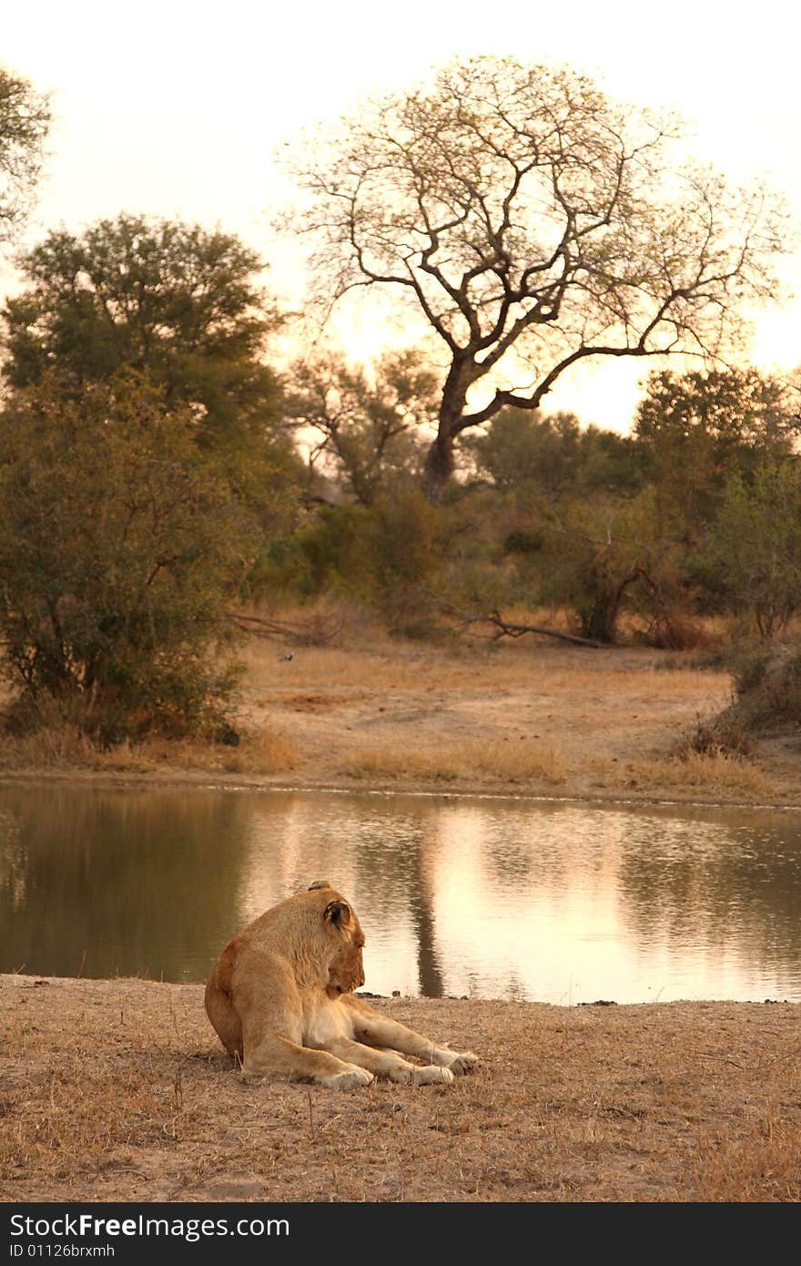 Lioness in Sabi Sands Reserve, South Africa