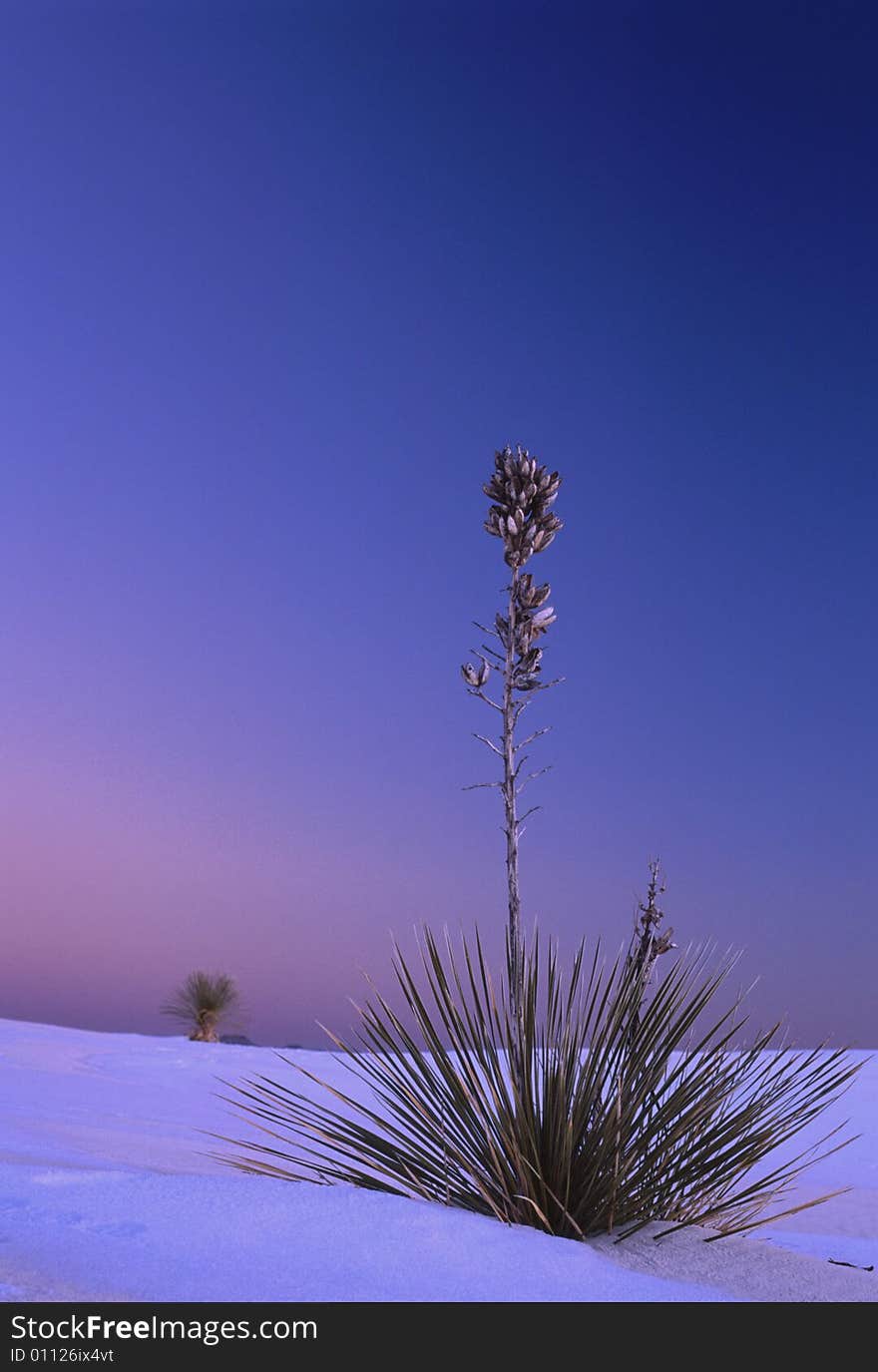 Yucca in Sunset, White Sand National Monument, New Mexico. Yucca in Sunset, White Sand National Monument, New Mexico