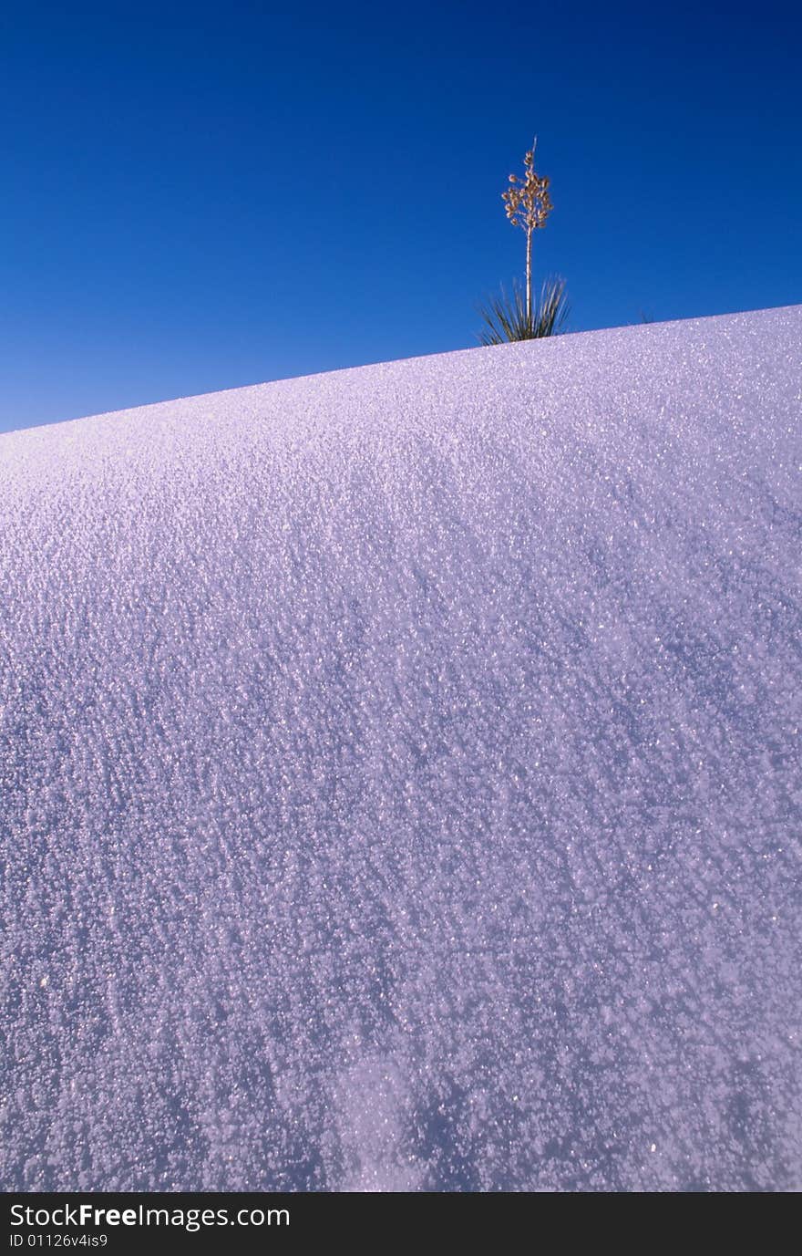 Yucca and White Sand in Winter Morning, White Sand National Monument New Mexico. Yucca and White Sand in Winter Morning, White Sand National Monument New Mexico