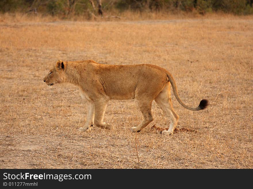 Lioness in Sabi Sands