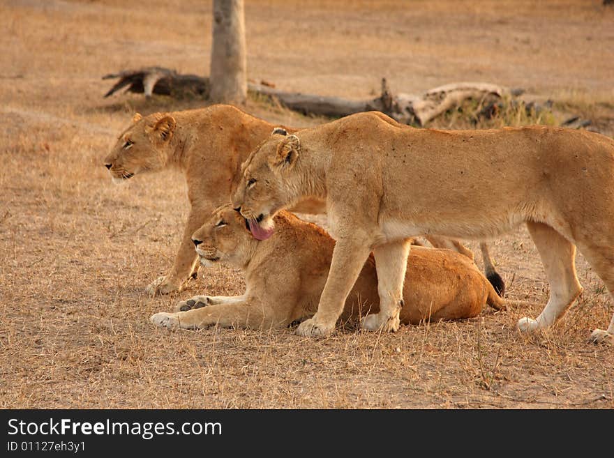 Lioness in Sabi Sands