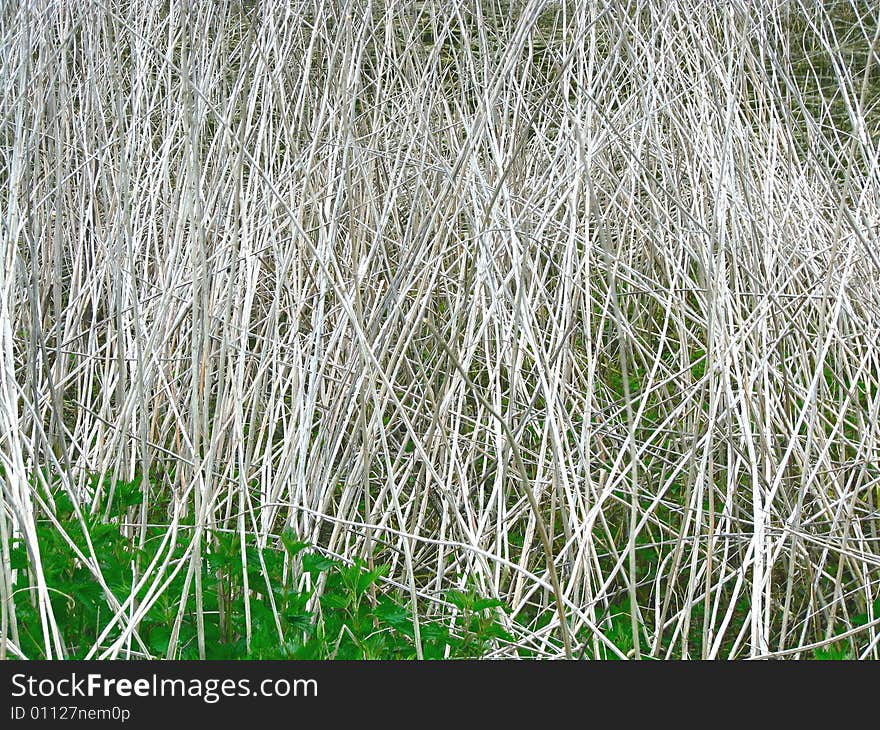 Dry stalks of a bush and green nettle. Dry stalks of a bush and green nettle