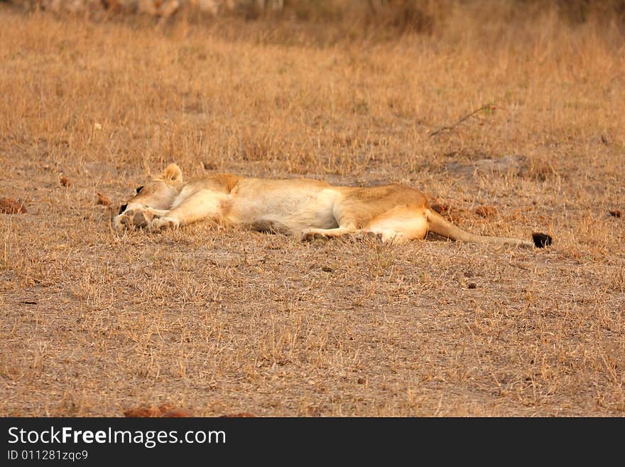 Lioness in Sabi Sands