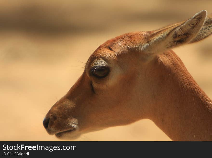 Baby deer stroling around and looked so innocent