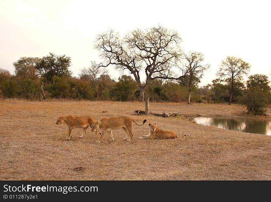 Lioness In Sabi Sands