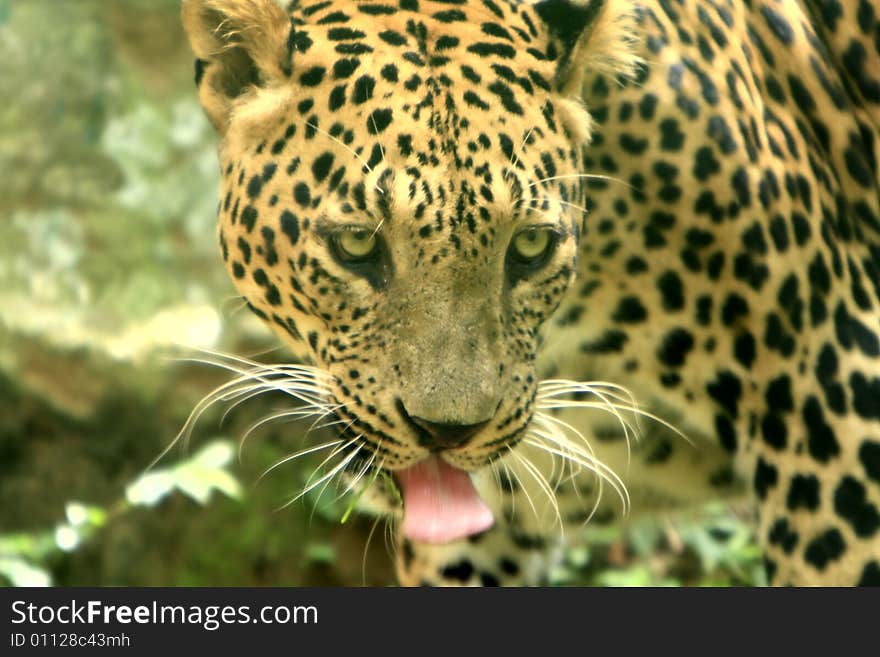 Leopard is looking, the charismatic face and ferocious eye