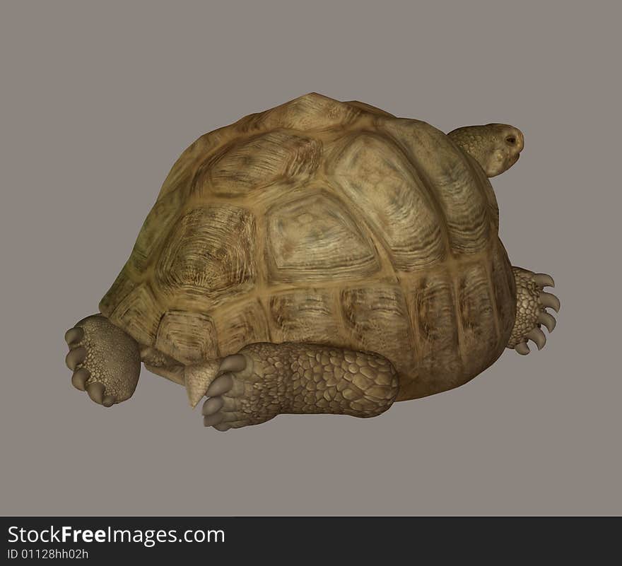 Turtle