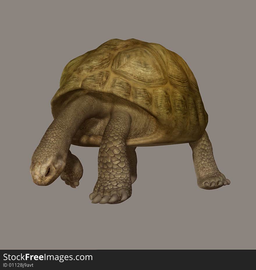 Turtle