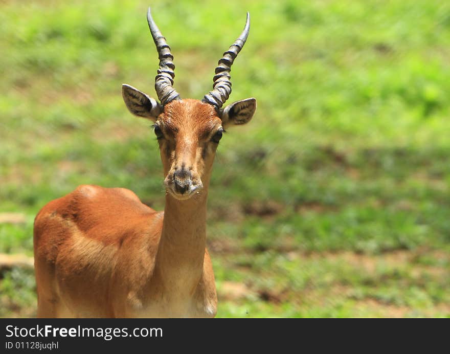 Baby Blackbuck