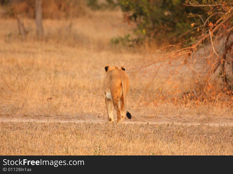 Lioness In Sabi Sands